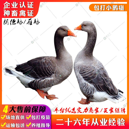 贵阳 朗德鹅苗纯种 正宗雁鹅苗灰鹅苗