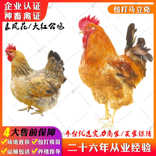 贵阳 良凤花鸡苗 大红公鸡苗麻红公鸡苗快大型良凤花鸡苗