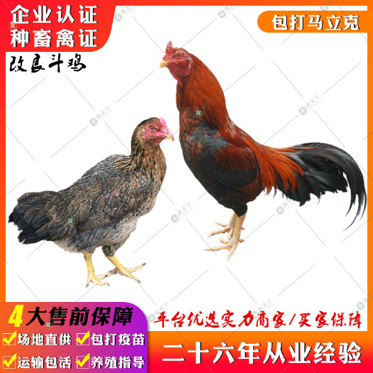 贵阳 杂交斗鸡苗 改良斗鸡苗青脚斗鸡苗黄脚斗鸡苗