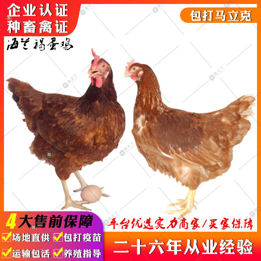 贵阳 海兰褐蛋鸡苗 海兰灰蛋鸡苗伊莎白蛋鸡苗