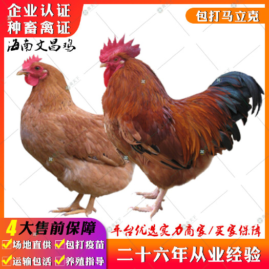 贵阳 海南文昌鸡苗