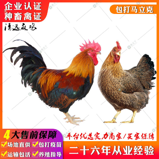 贵阳 清远麻鸡苗 麻羽土鸡苗广东土鸡苗