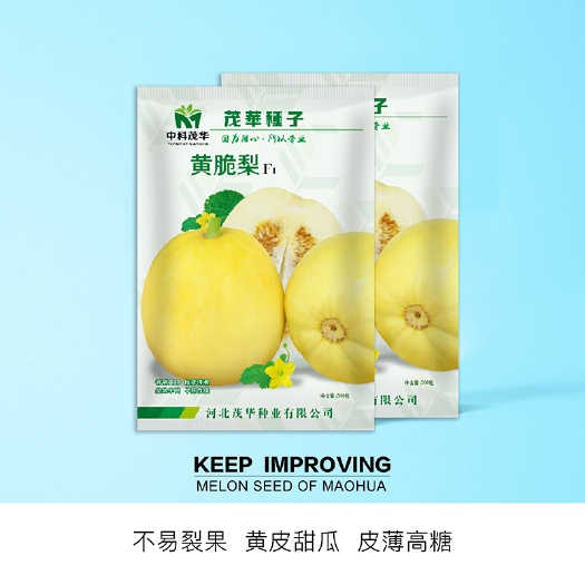 青县 中科茂华水果种子黄脆梨黄皮白肉甜瓜种子薄皮厚肉香瓜種子
