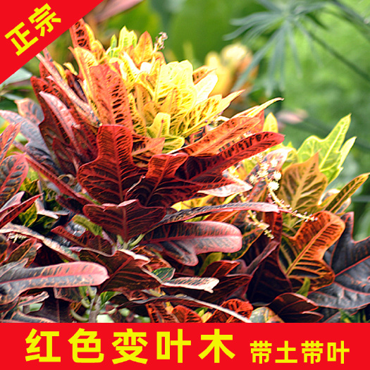 永春县 变叶木袋苗叶片颜色形状变化多样的观叶树种非常美丽七彩斑斓