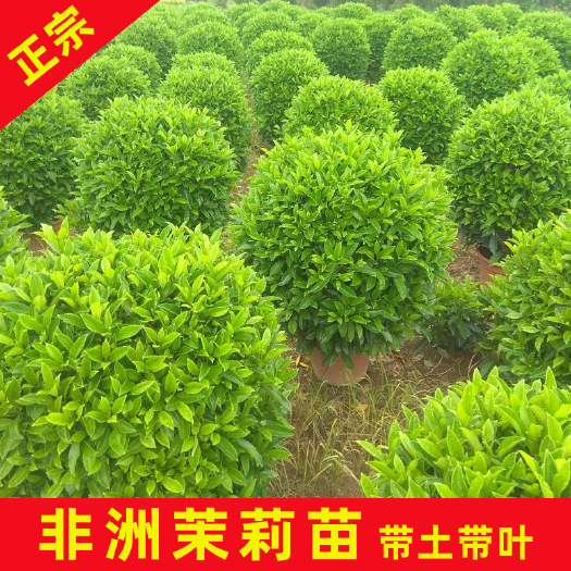 永春县 非洲茉莉扦插苗四季常绿易适应环境 好种植易成活可盆栽地栽