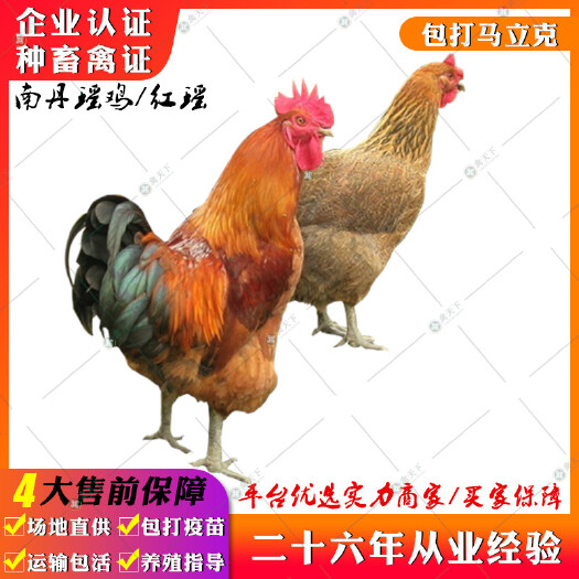 贵阳 红瑶鸡苗 南丹瑶鸡苗青脚土鸡苗瑶鸡苗