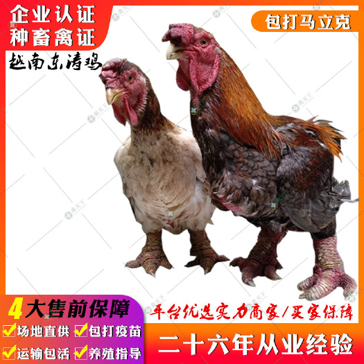 贵阳 越南东涛鸡苗 大脚鸡苗贡鸡苗
