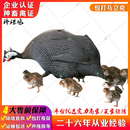 贵阳 珍珠鸡苗