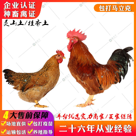 贵阳 灵山土鸡苗 桂香土鸡苗广西土鸡苗小脚土鸡苗