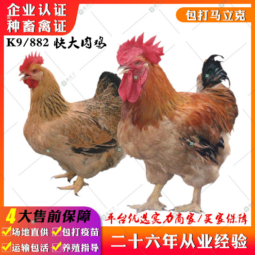 贵阳 K9肉鸡苗 882鸡苗胡树强K9鸡苗K901肉鸡苗