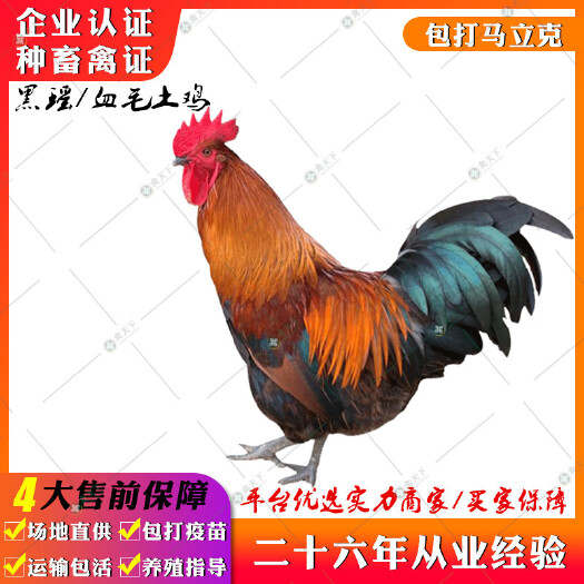 贵阳 黑瑶鸡苗 南丹瑶鸡苗贵州血毛土鸡苗云南土鸡苗贵州土鸡苗