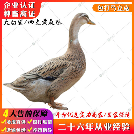 贵阳 黄麻鸭苗 四点大白沙鸭苗