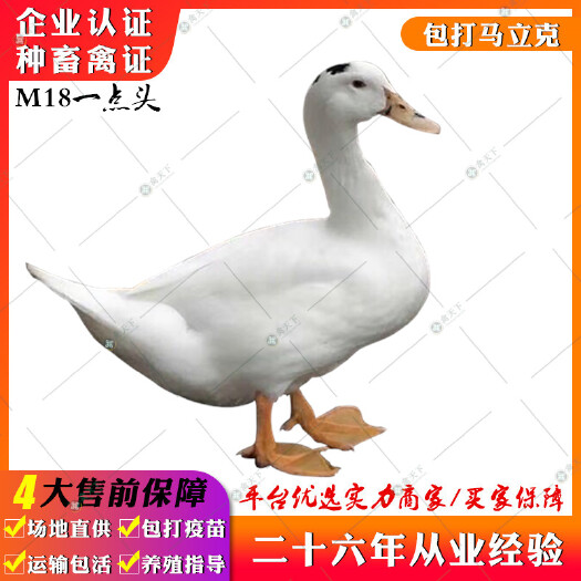 贵阳 一点头鸭苗 M18鸭苗一点黑鸭苗骡鸭苗