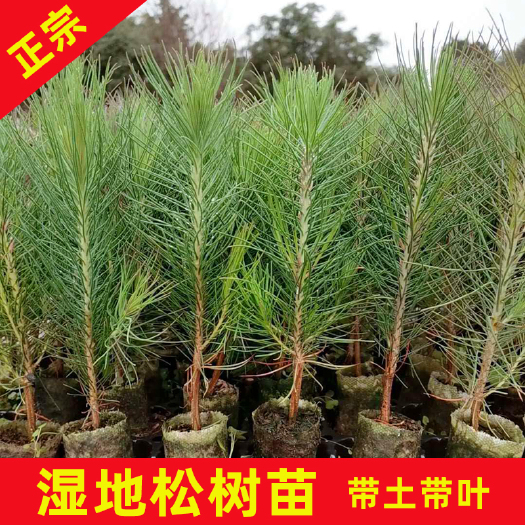 永春县湿地松树苗 湿地松袋苗高30公分 园林绿化树种 有良好的适应性和抗逆性