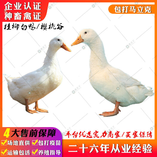 贵阳 白鸭苗 桂柳大白鸭苗47天出栏7斤樱桃谷肉鸭苗北京大白鸭苗