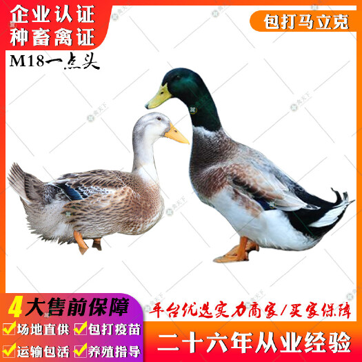 贵阳 杂交鸭苗 郊区杂交鸭苗合浦杂交鸭苗