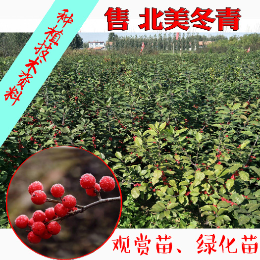 郯城县 北美冬青临沂观赏绿植一手货源