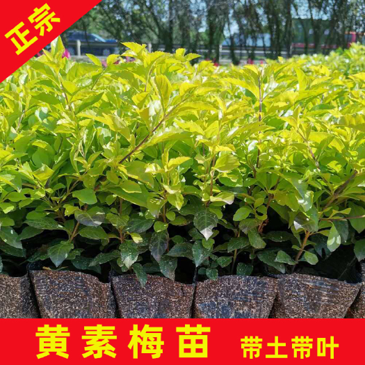 永春县黄素梅 黄金叶袋苗 四季常青观叶树种 枝条柔细叶片金黄亮丽易移植