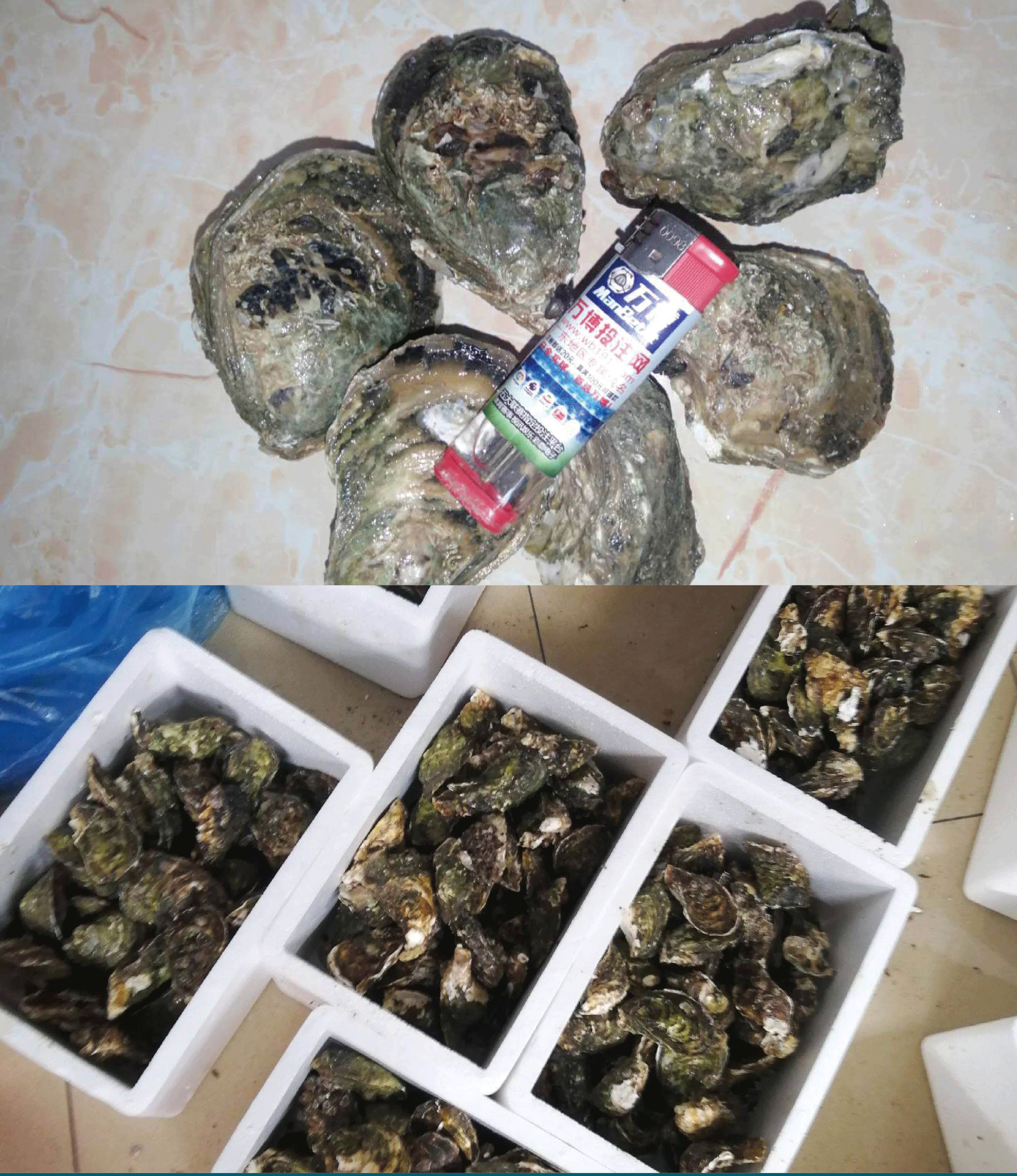 陽江市生蠔  燒烤小蠔直供牡蠣臺山蠔精品陽江蠔珠海