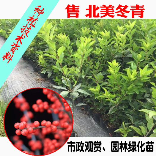 郯城县 北美冬青 轮生冬青临沂基地一手货源
