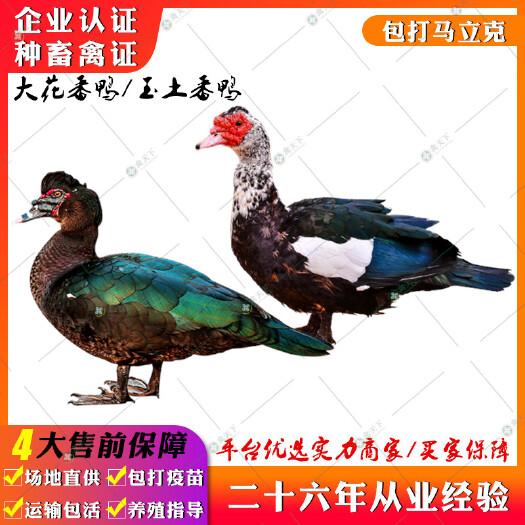 贵阳 黑番鸭苗 大花番鸭苗玉土番鸭苗红脸鸭苗旱鸭苗洋鸭苗西洋鸭苗