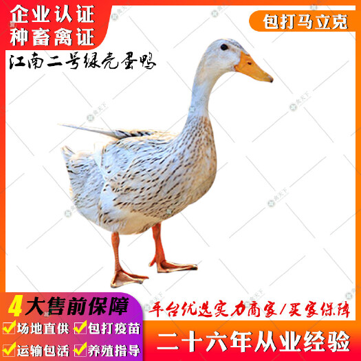 贵阳 蛋鸭苗江南二号 绿壳蛋鸭苗青壳蛋鸭苗高产蛋鸭苗