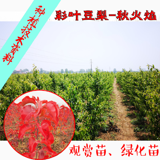 郯城县美国红枫  槭树 彩叶豆梨 秋火焰 观赏绿化苗木