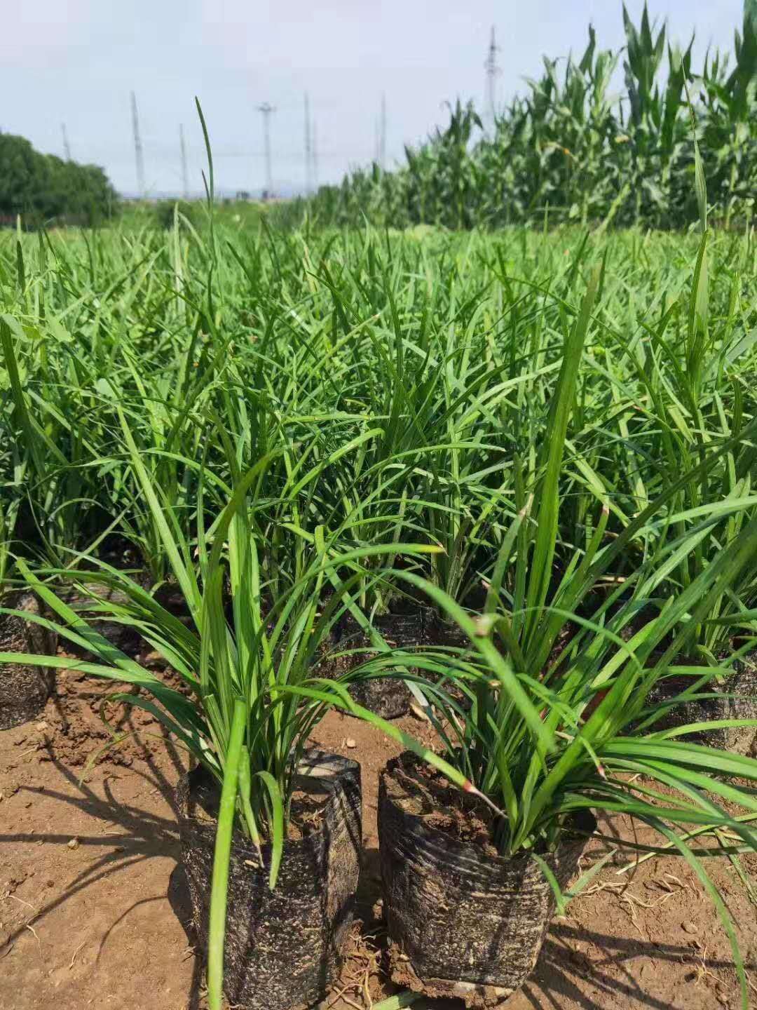  麦冬草苗高20公分庭园草坪四季常青正宗矮麦冬草长不高绿化植物