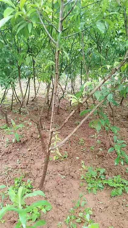 蜂糖李树苗 优质早熟峰糖李子苗基地直销一手货源量大从优