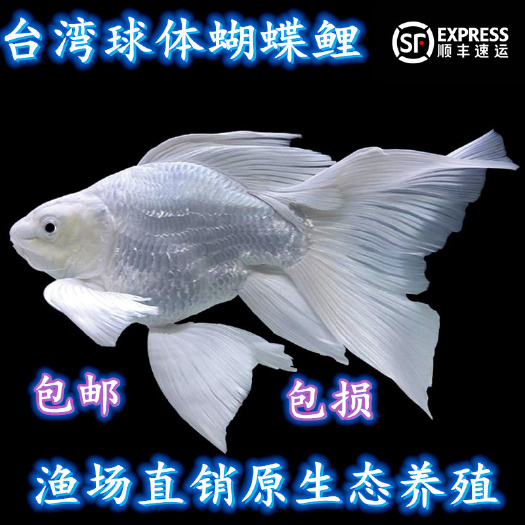 饶平县 精选球体狮子头蝴蝶鲤球形龙凤锦鲤石膏白短身冷水淡水观赏鱼