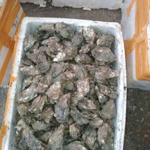 佛山湛江牡蛎  阳江烧烤小蚝产地直供1-2两