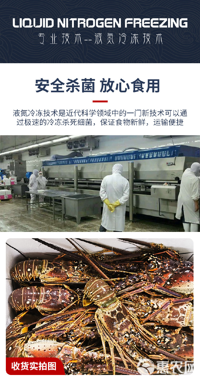 澳洲龙虾  古巴龙虾冷冻二级龙虾预制菜酒店自助餐性价比龙虾