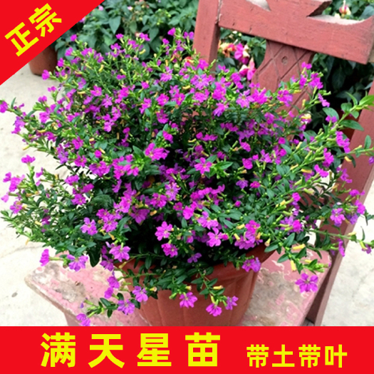 永春县 满天星圆锥石头花 多年生植物可作切花较耐旱忌水湿根系发达