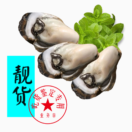 阳西县阳江市生蚝  台山蚝阳江蚝 2-3两 一件68斤 产地直供肥度好