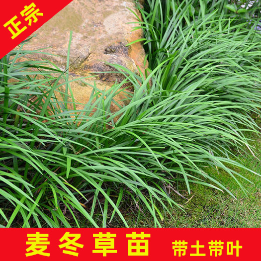 永春县 麦冬草苗高20公分庭园草坪四季常青正宗矮麦冬草长不高绿化植物