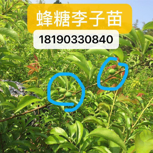 青李子苗 基地批发1公分峰糖李树苗 口味纯正品种规格齐全免费