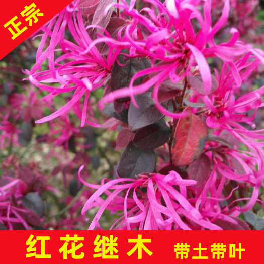 永春县 红花继木20公分高地被小苗红花檵木苗篱笆苗庭院四季量大价优