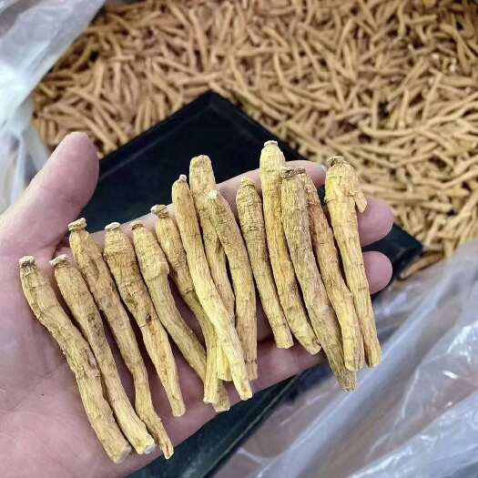 普宁市 1元1条加拿大西洋参花旗参可大量批发一件代发