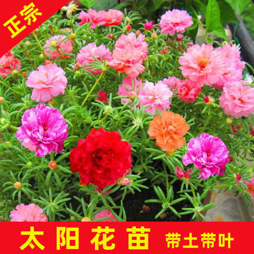永春县太阳花种子 太阳花袋苗多年生草本植物混色四季易种易活可盆栽地栽喜阳光