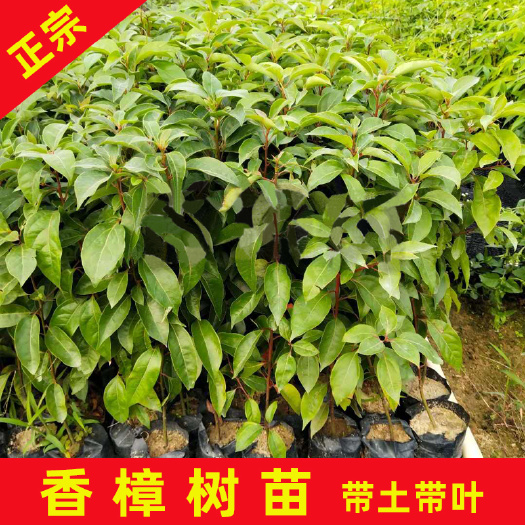 永春县 香樟袋苗50cm/80cm左右高原土苗行道绿化树种四季常青