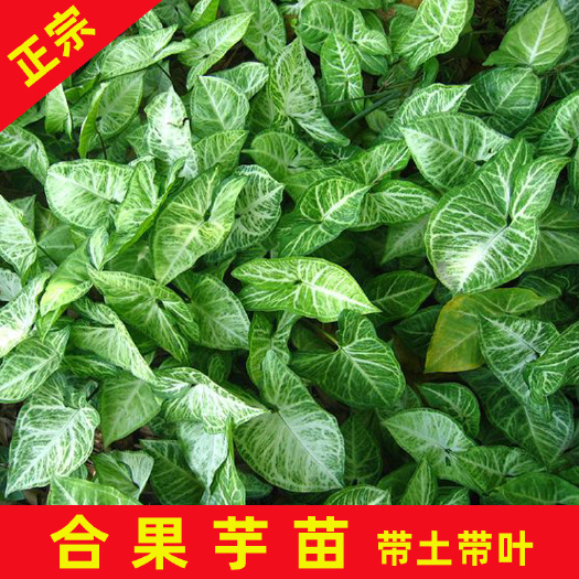 永春县绿精灵合果芋盆栽 白蝴蝶合果芋袋苗观叶植物株型优美易栽培较耐阴色彩清雅
