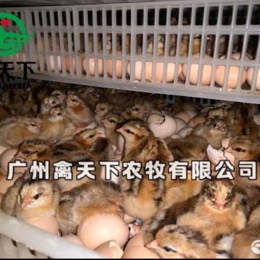 广州 灵山土鸡鸡苗  禽天下灵山麻鸡 包疫苗 包路损 全国发货