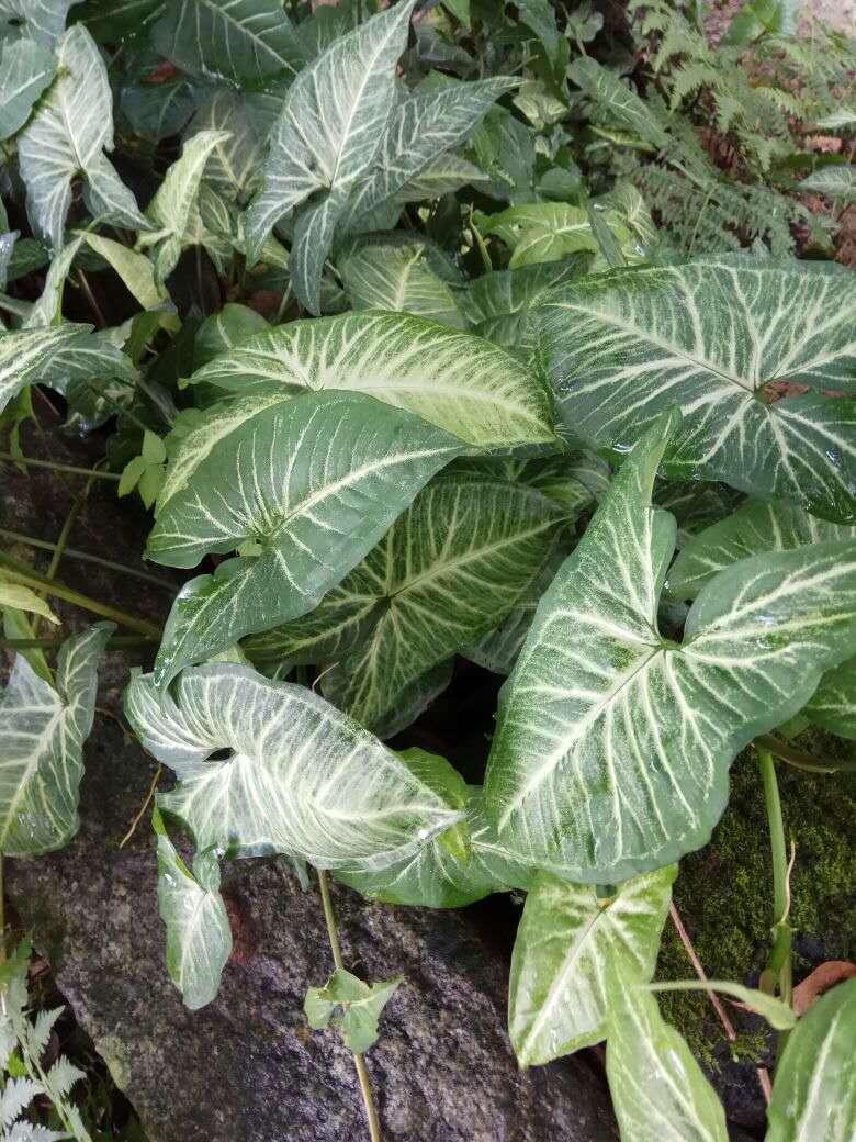 绿精灵合果芋盆栽 白蝴蝶合果芋袋苗观叶植物株型优美易栽培较耐阴色彩清雅