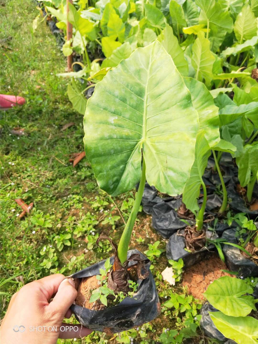  海芋袋苗20公分高株型挺拔生长旺盛现货供应优良的观叶植物