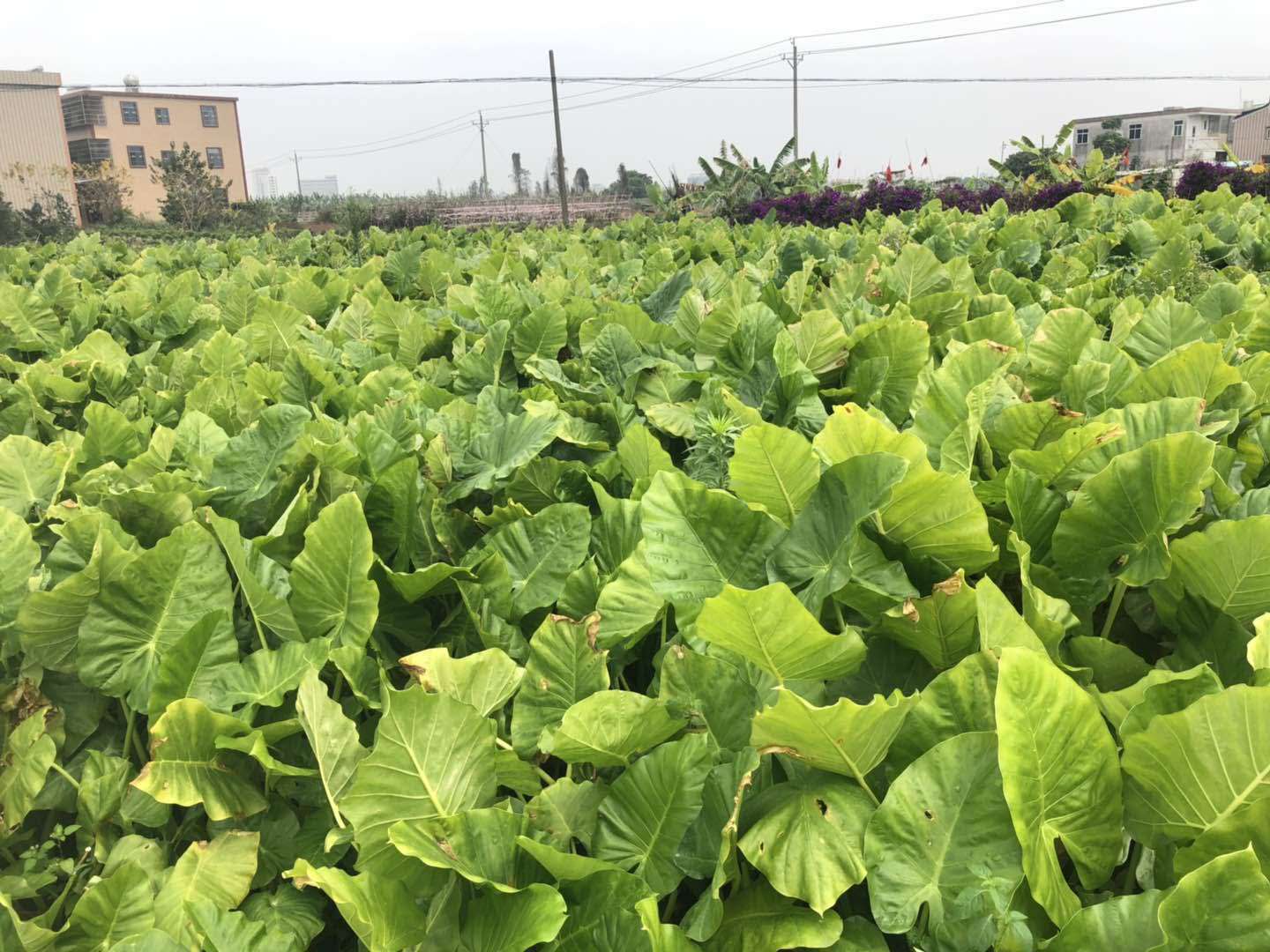  海芋袋苗20公分高株型挺拔生长旺盛现货供应优良的观叶植物