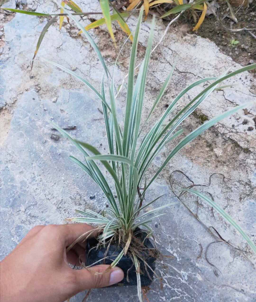  银边草袋苗25-35公分高 多年生草本植物价格美丽大量供应