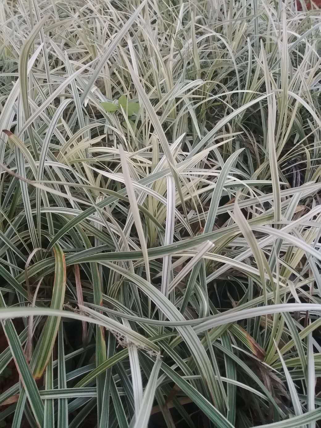  银边草袋苗25-35公分高 多年生草本植物价格美丽大量供应