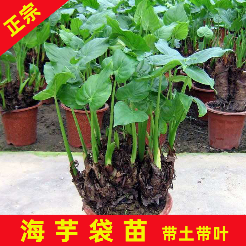永春县 海芋袋苗20公分高株型挺拔生长旺盛现货供应优良的观叶植物