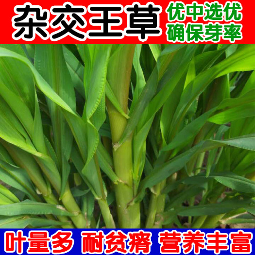 梯牧草种子 四季牧草种子大叶晚熟王草牛羊鱼鹅兔养殖营养