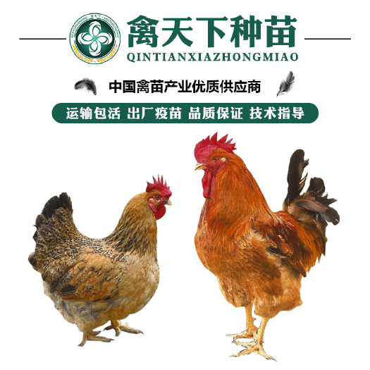 南宁优质良凤花良凤黑鸡苗 包打疫苗 运损包赔 提供技术